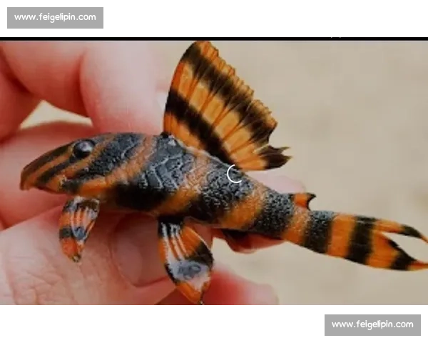 清道夫鱼的生态角色与水域环境平衡守护者研究新视角综合解析应用